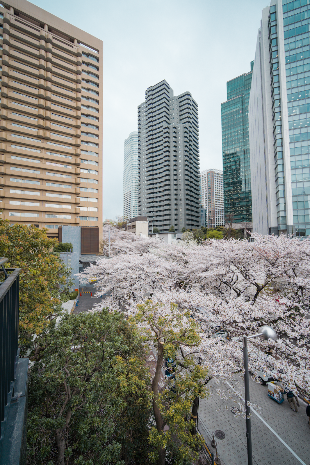 Cherry blossom spot in Roppongi, Tokyo's Not So Secret Cherry Blossoms Spots That You Might Not Know Of - Style and Travel Blogger Van Le (FOREVERVANNY.com)