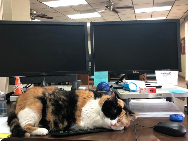 Sophie, my office manager Sophie, my office manager