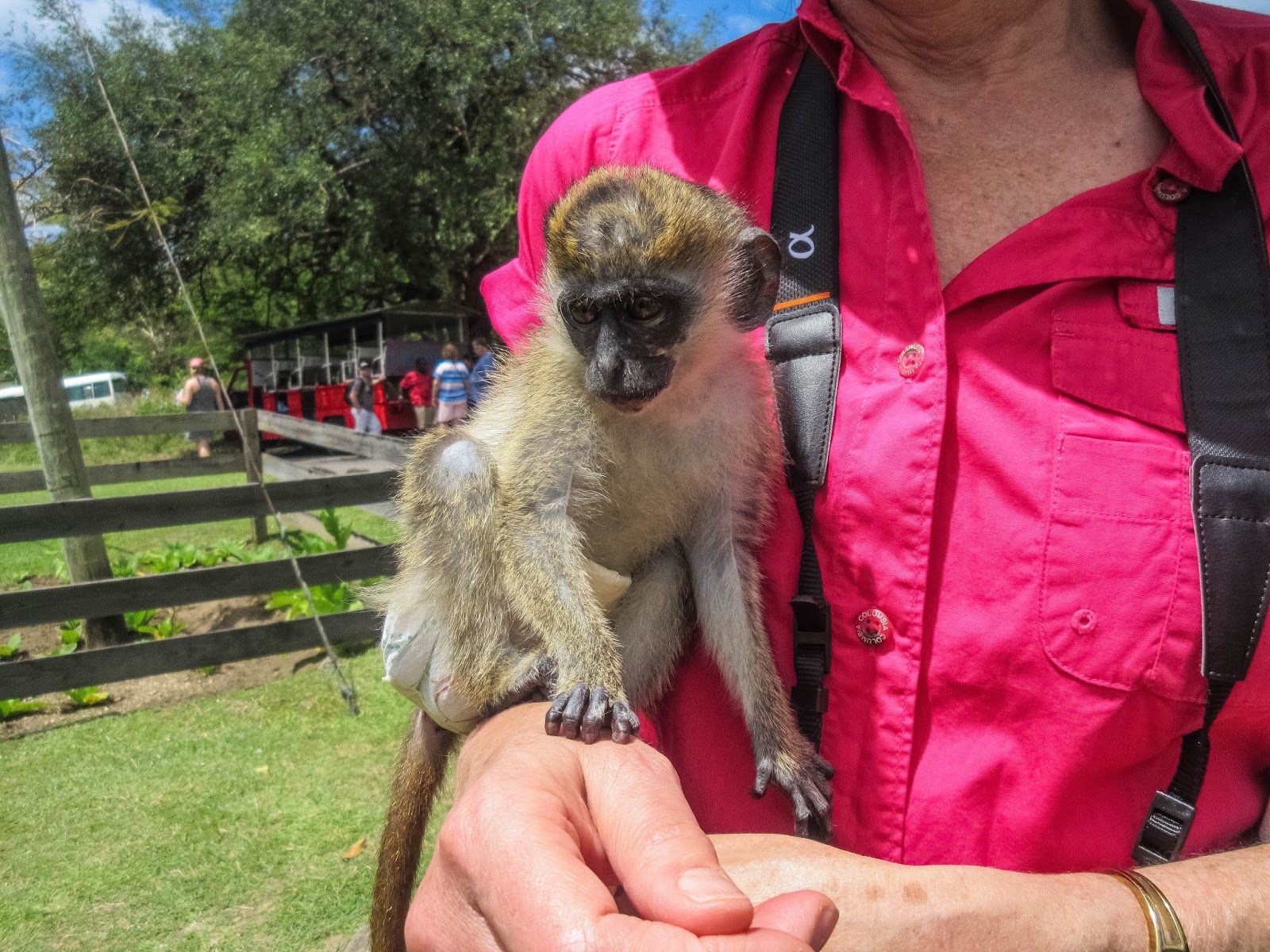 Cannundrums Vervet Monkey Caribbean