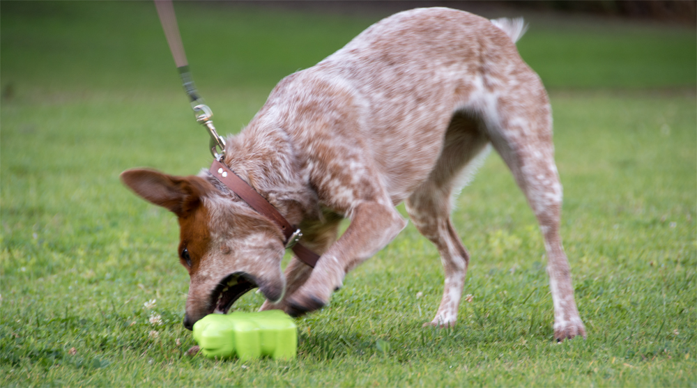 The Dog Geek Product Review Petmate JW Megalast Bear