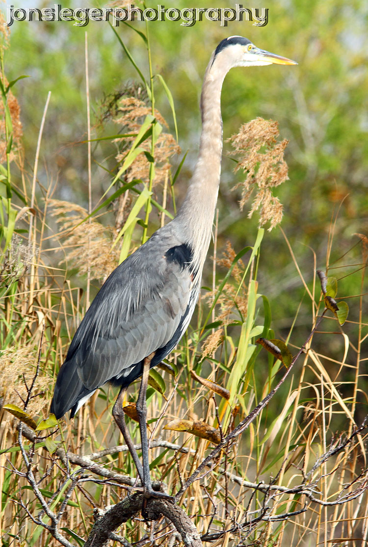 Northern Illinois Birder Florida's Great Blue Herons and their White