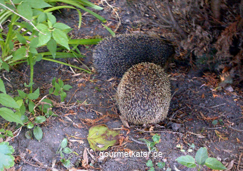 Igel