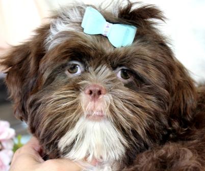 Sinais de que seu shih tzu te ama