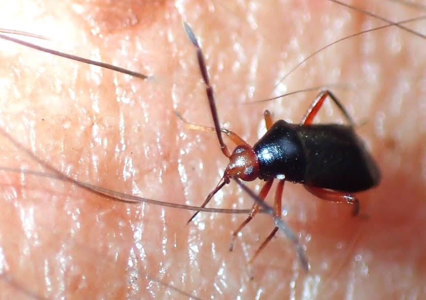 Springfield Plateau Biting Bug