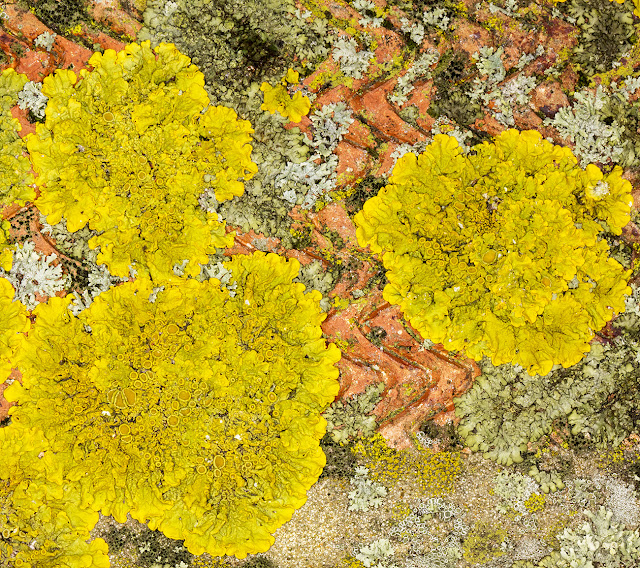 Xanthoria parietina on a brick wall in Hayes in daylight. 22 January 2017. Xanthoria parietina on a brick wall in Hayes in daylight. 22 January 2017.