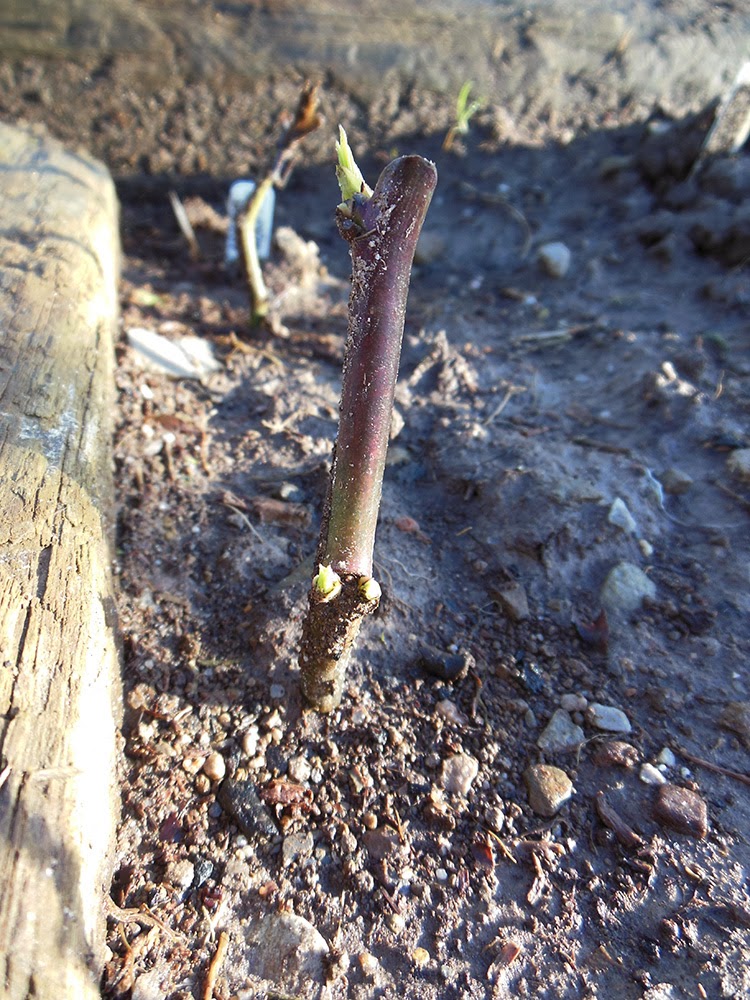The Tenacious Gardener! DIY compost and Rose cuttingsDIY compost