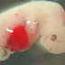 The First Human-Pig Hybrid Has Been Successfully Created In A Lab