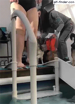 Funny animal gifs - part 296, best funny gif, best animal gifs