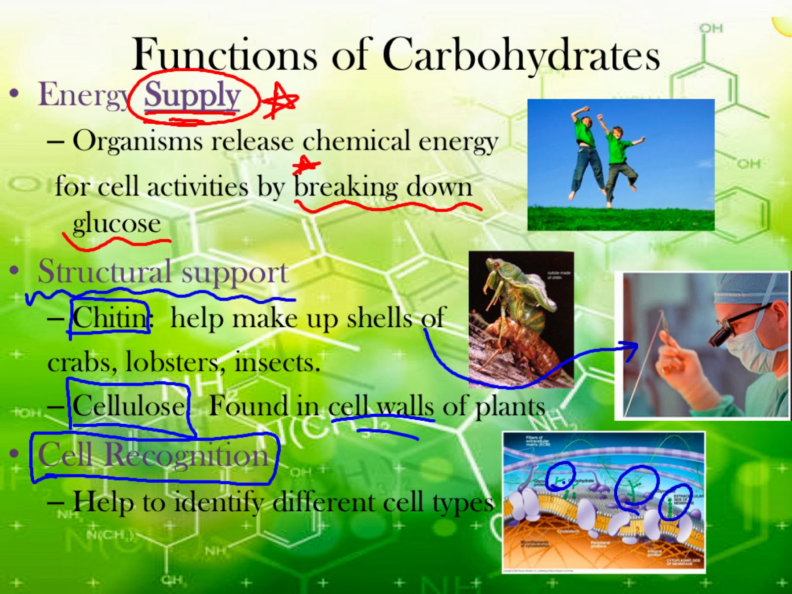 EC Honors Biology Condensation reactions