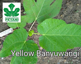 jual bibit tin karawang, kebun tin karawang, yellow banyuwangi fig Petani tin karawang