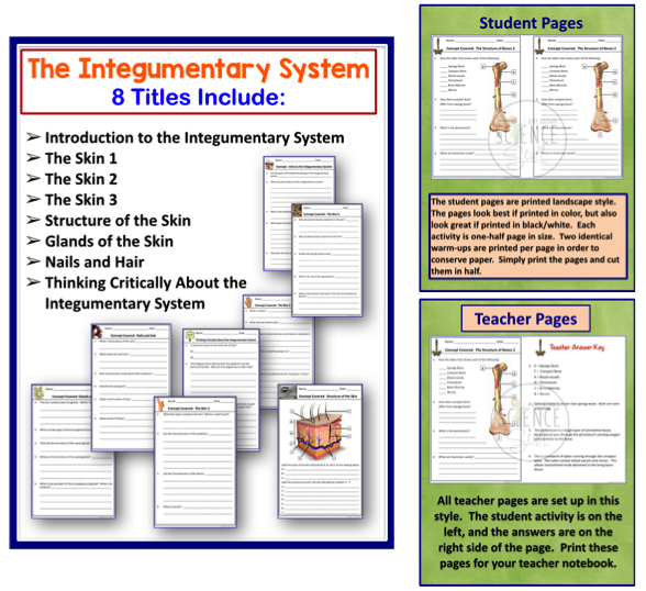 Amy Brown Science: Human Body: The Skeletal, Muscular and Integumentary  Systems