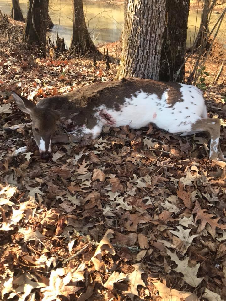 Marian's Hunting Stories, etc., etc., etc... Steven's Piebald Deer