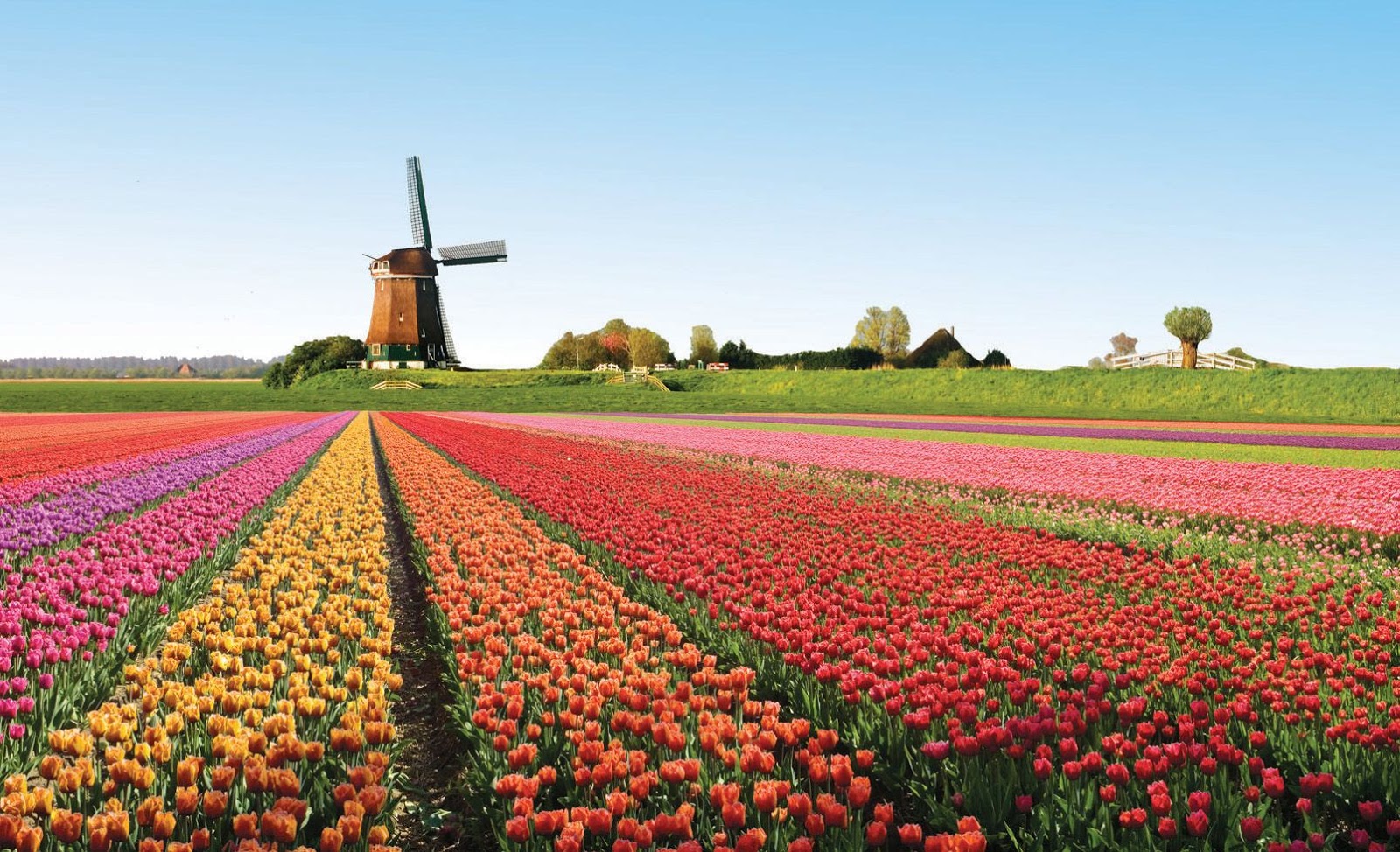 ARTI' Leggere è Viaggiare Olanda per gli amanti dei tulipani e dei