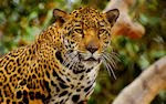Leopardo a la moda (Grandes Felinos de la Sabana)