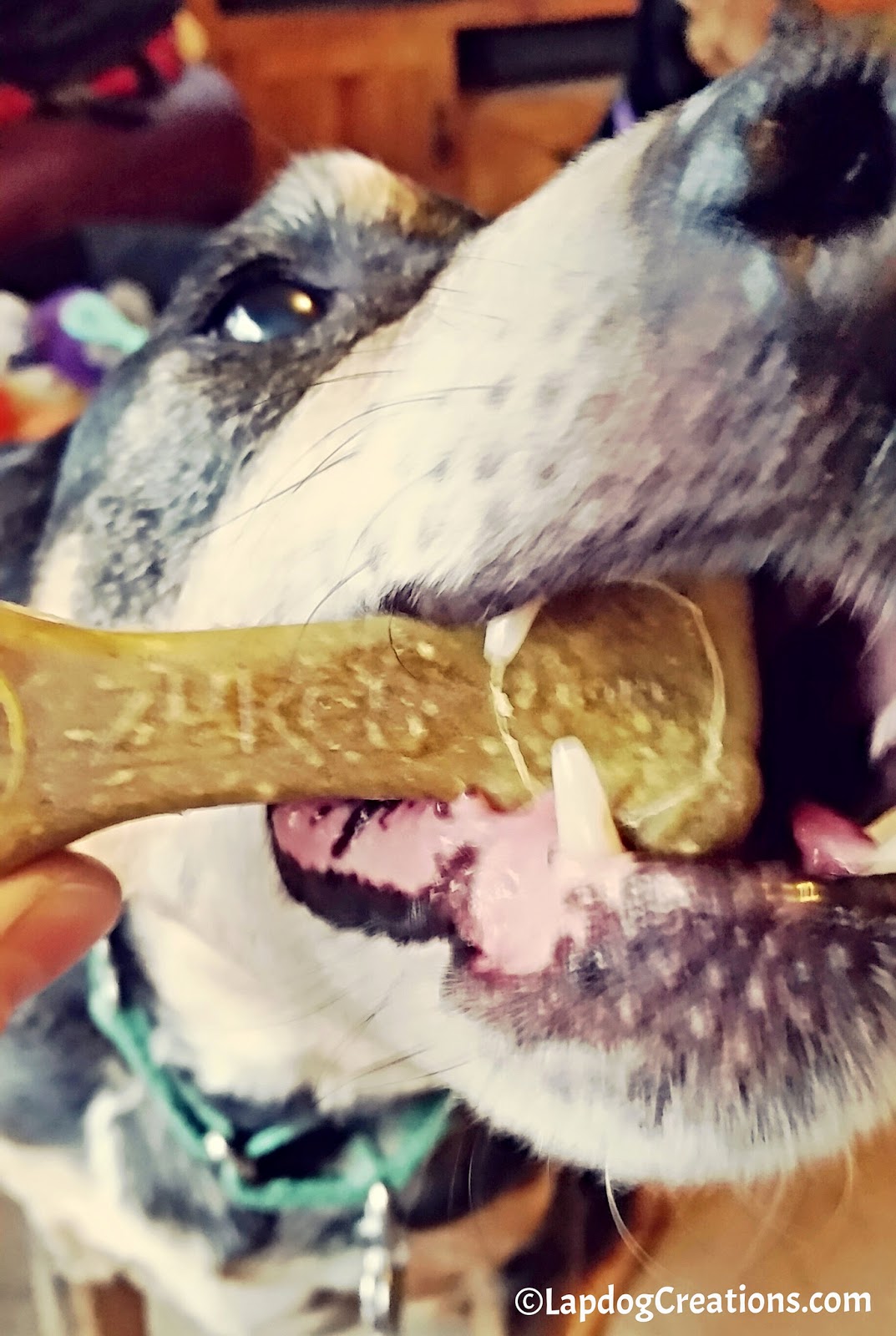 do dogs bones in their tails lapdog creations zuke s z bones make dogs smile chewyinfluencer do dogs bones in their tails lapdog creations zuke s z bones make dogs smile chewyinfluencer