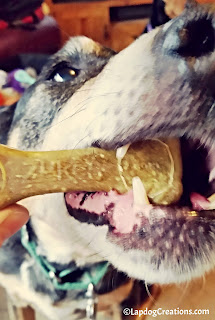 Shhh.. Teutul Thinks Zuke's Z-Bones are Delicious and has no idea they're helping to keep his teeth clean!  #ChewyInfluencer #NationalPetOralHealthCareMonth #DentalTreats ©LapdogCreations