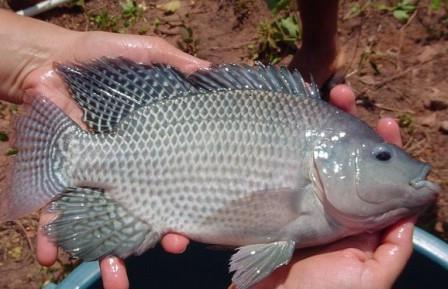 17 Pakan Ikan Nila Organik Dan Buatan Cepat Besar Dan Siap Panen