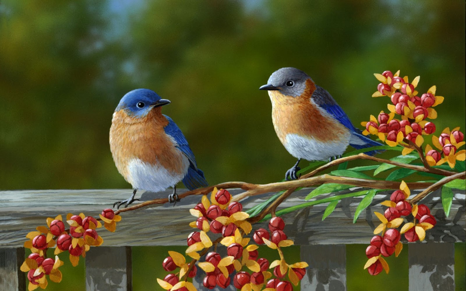 50 New Bird Wallpaper Images Pics Photos 2017 2018 Free Download 50 New Bird Wallpaper Images Pics Photos 2017 2018 Free Download