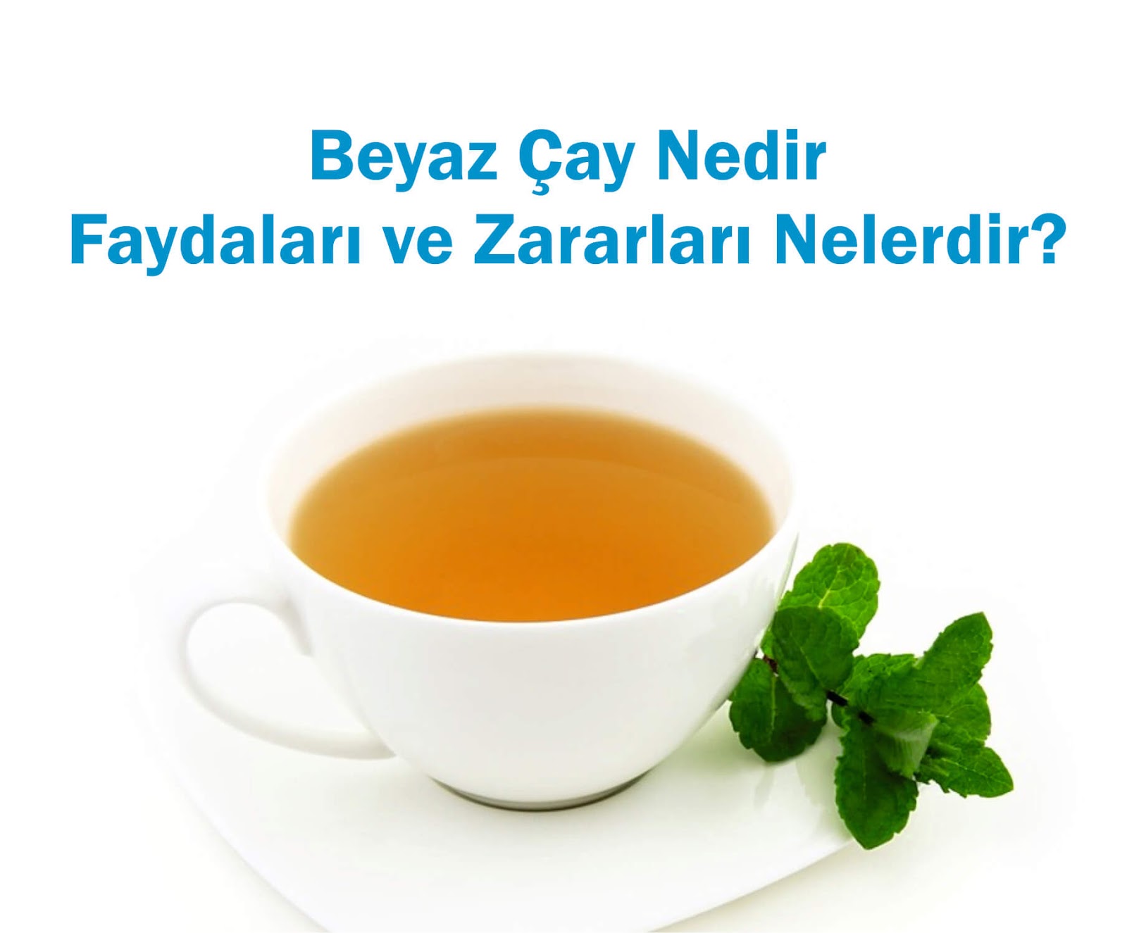 Beyaz Çayın Faydaları Nelerdir Beyaz Çayın Faydaları Nelerdir