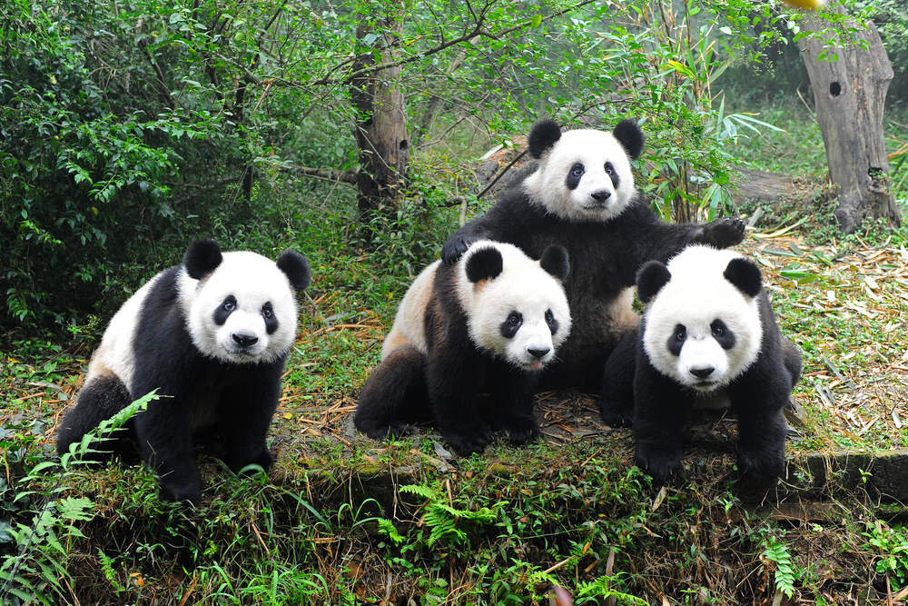 Panda Infos Panda Infos