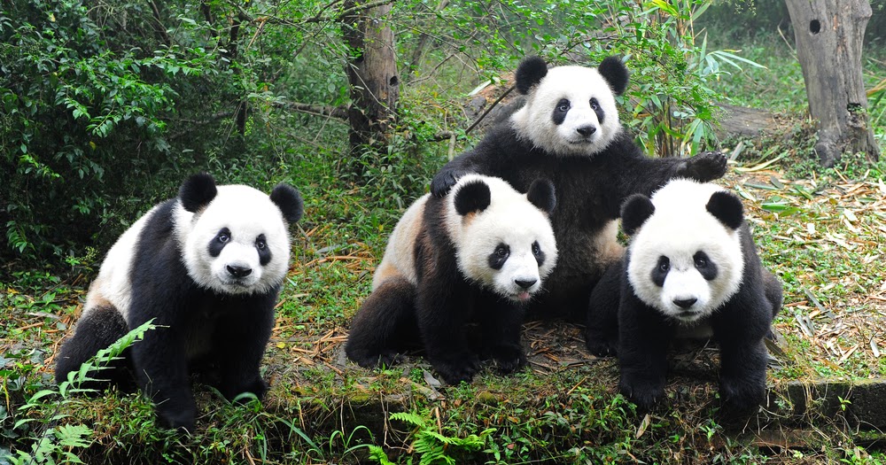 Панда без кругов. Почему Панда черно белая. Спанда Карика. Серая Панда. Панда черная или белая.