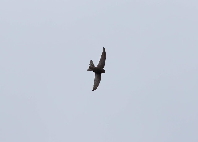 Plain Swift - Barranco de Ruiz, Tenerife Plain Swift - Barranco de Ruiz, Tenerife