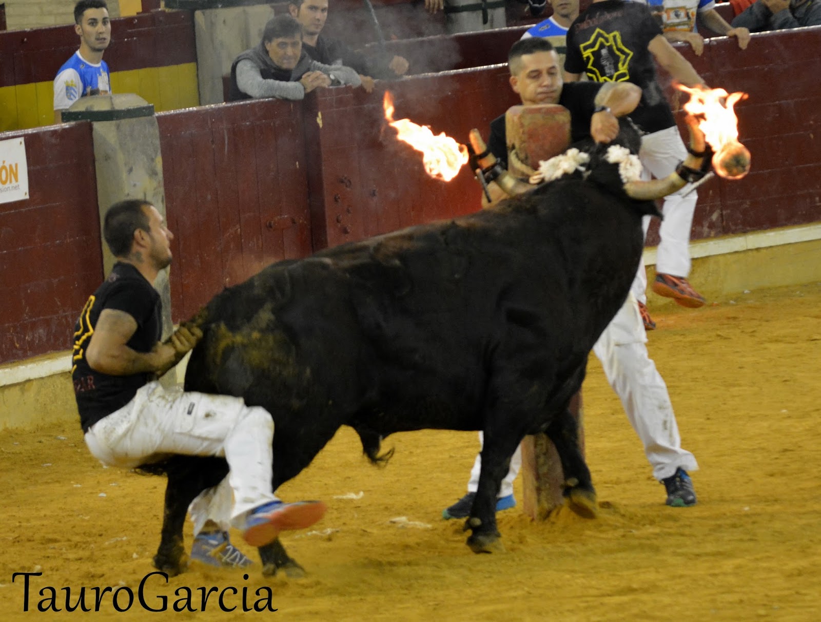 TauroGarcia Concurso con Toros embolados Zaragoza I
