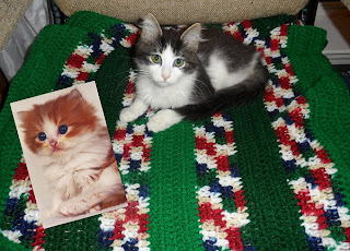 Anakin Two Legged Cat crochet blanket and kitty card