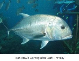 Ikan Laut Konsumsi - Ikan Kuwe Gerong (Giant Trevally)