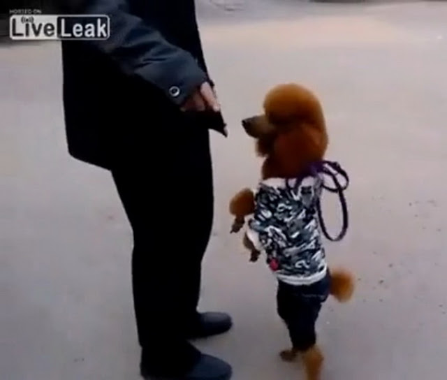 FunChoice Dog Walk On Two Legs