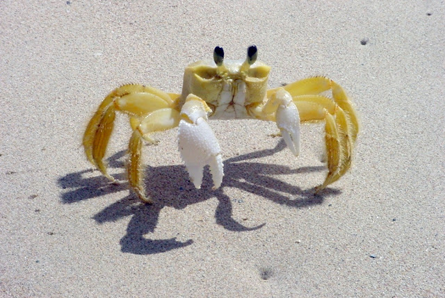 Atlantic ghost crabs