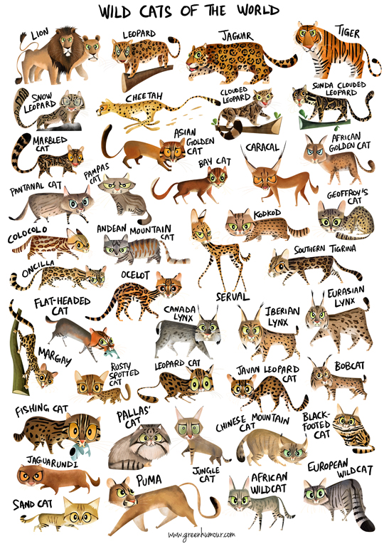 Wild Cat Species Chart