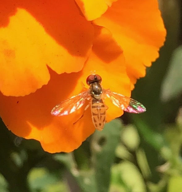 Distracted Naturalist June Flies