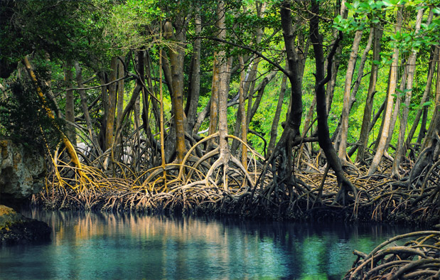  Ekosistem  Hutan Mangrove  Ciri Fungsi dan Kerusakannya