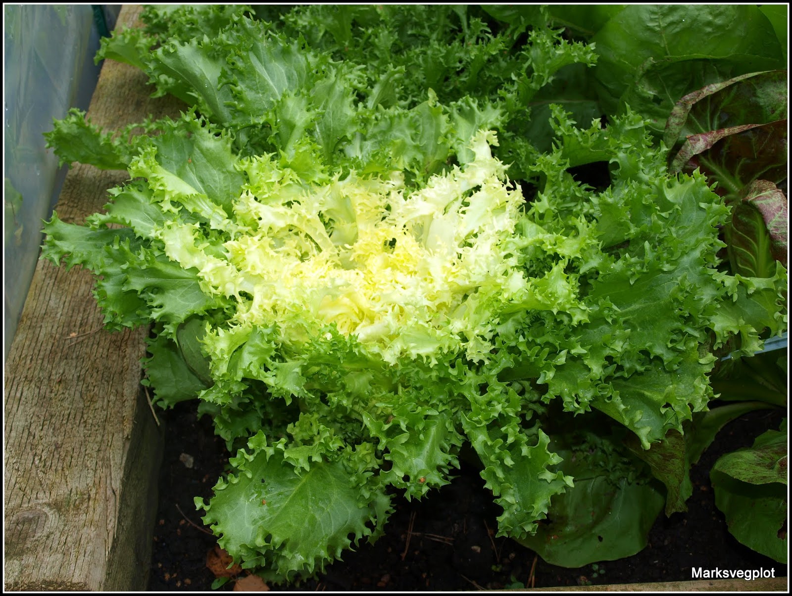 Endive