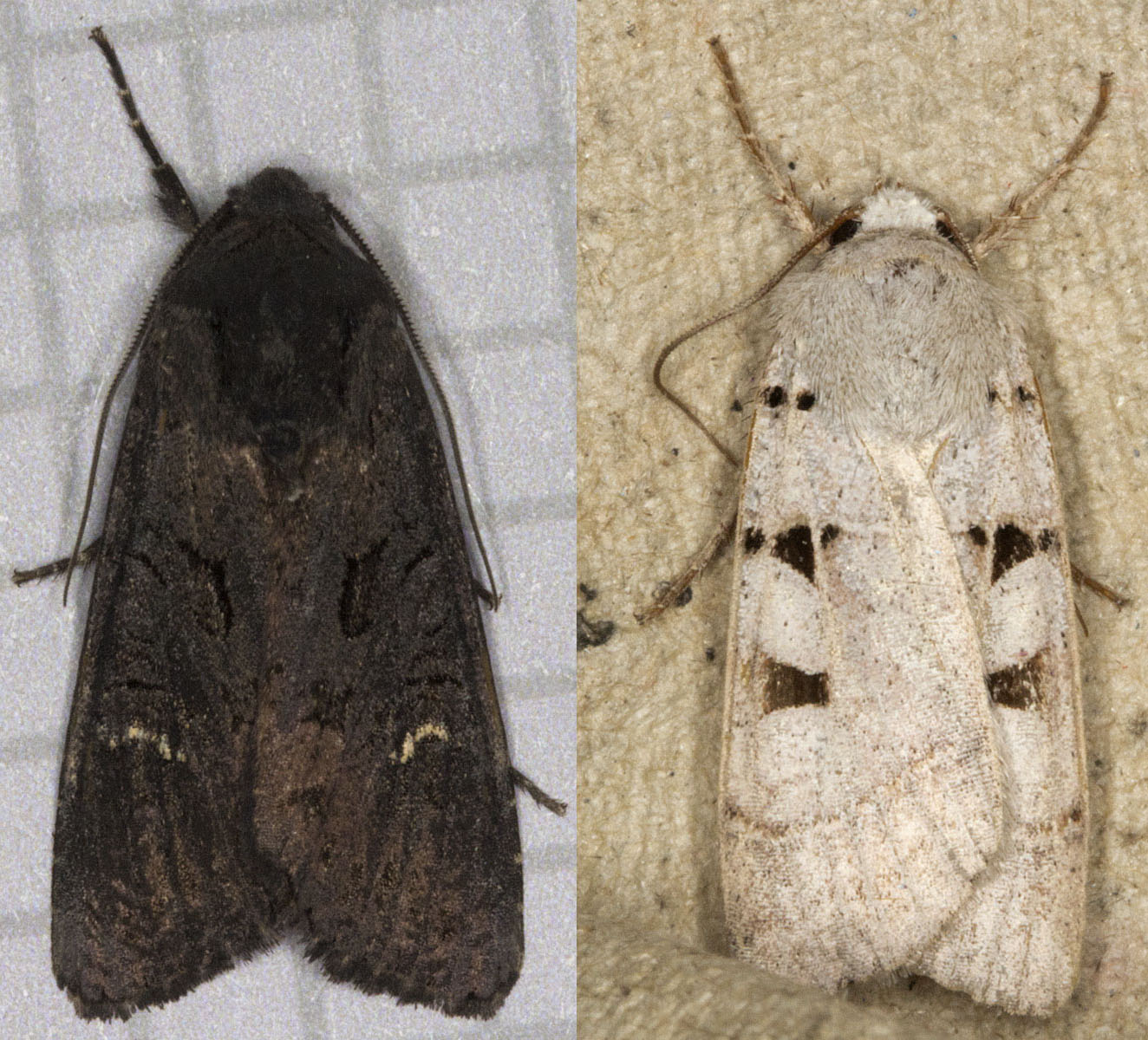 More Farthing Downs Moths | Naturally