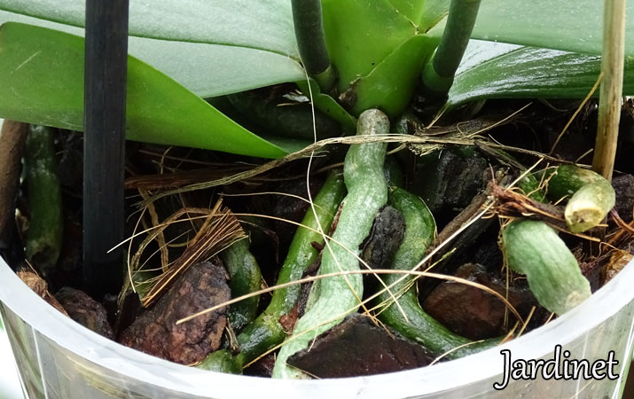 Tipos de substrato para orquídeas - Jardinet