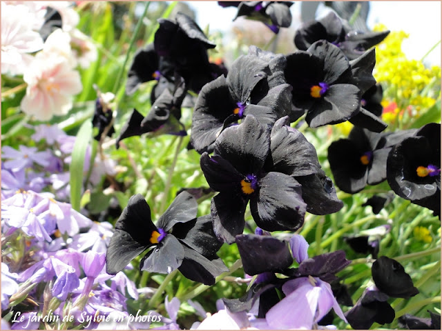 Violette noire - Viola "Molly Sanderson"