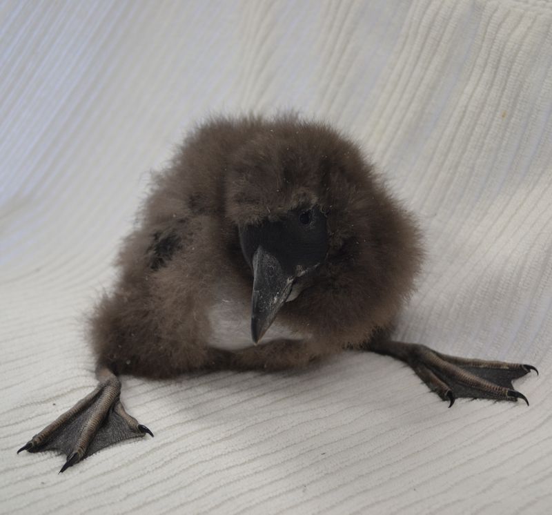 Baby Animals: Birds, Hatchling, chick 9