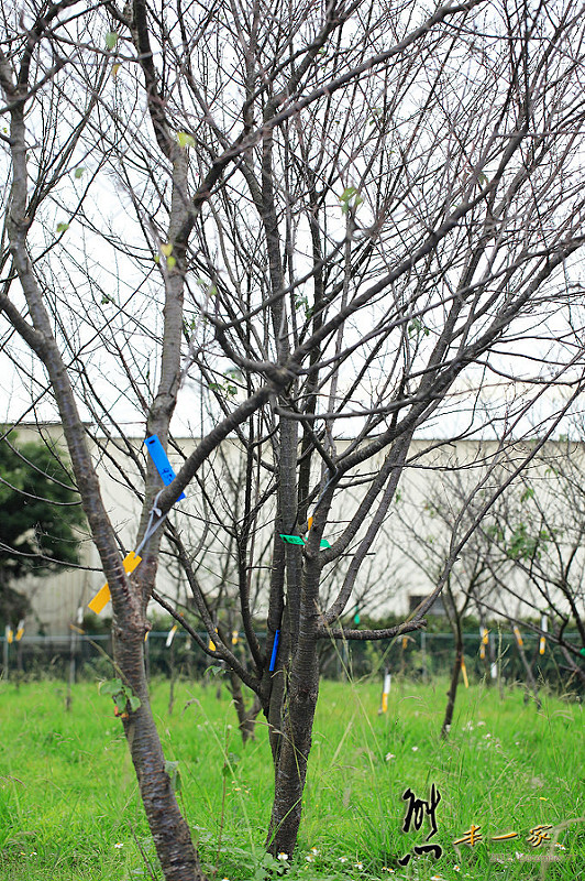 桃園農業改良場台北分場|佳園路農改場|北大特區樹林花海|行政院農業委員會桃園區農業改良場台北分場|三峽北大波斯菊花海|北大農改場|米漢堡、米餅DIY活動