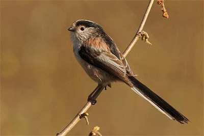 Long-tailed Tit