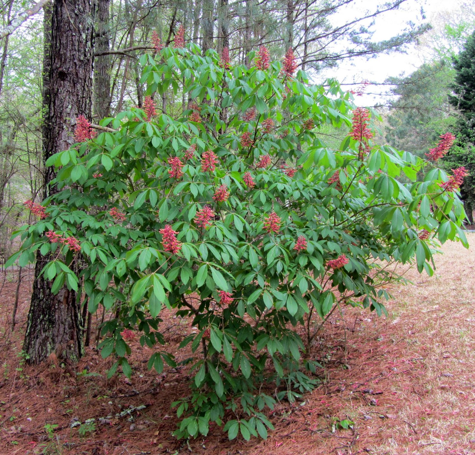 Using Native Plants Buckeyes Beginning to End