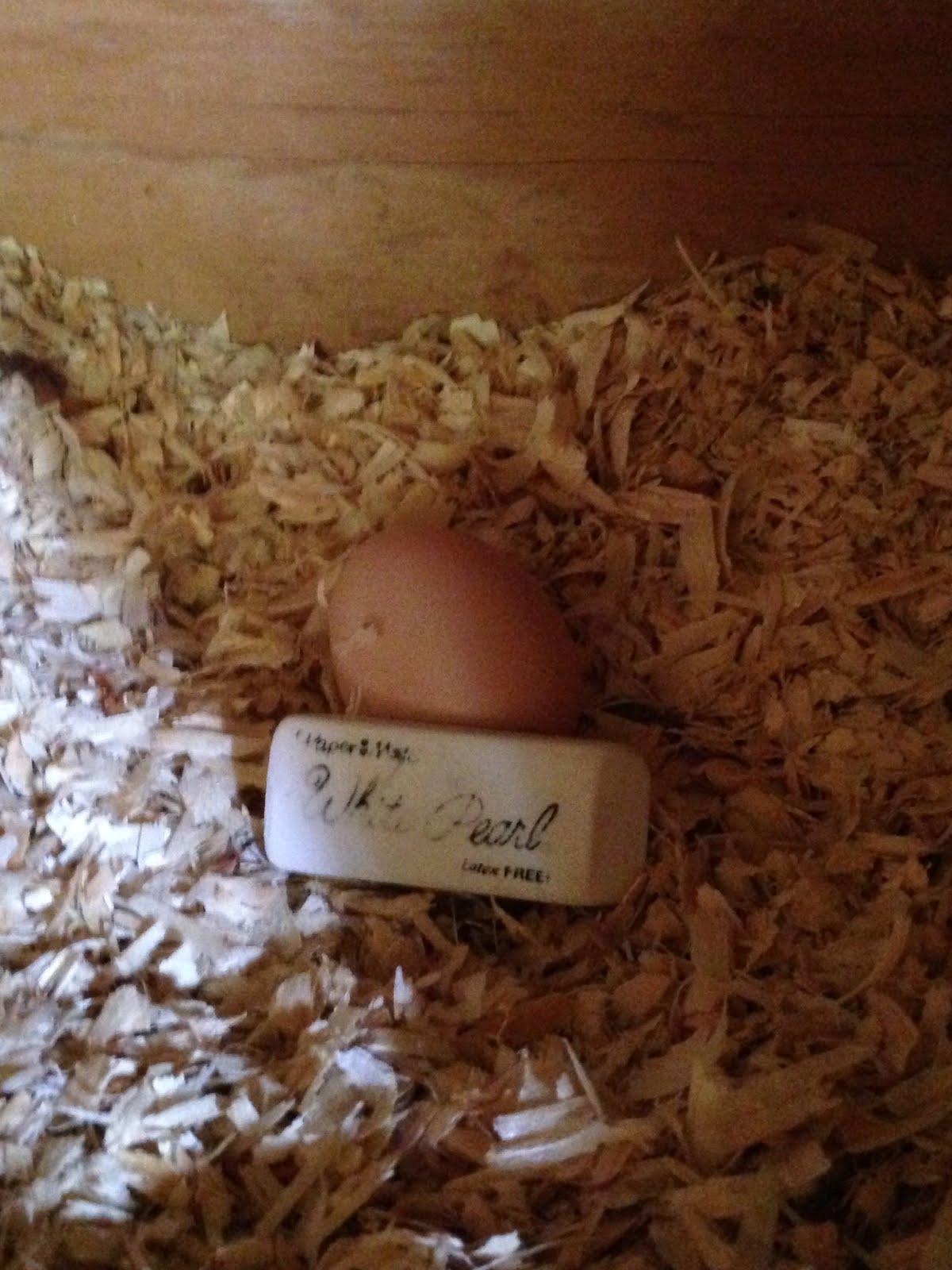 Ap Biology Amniotic egg