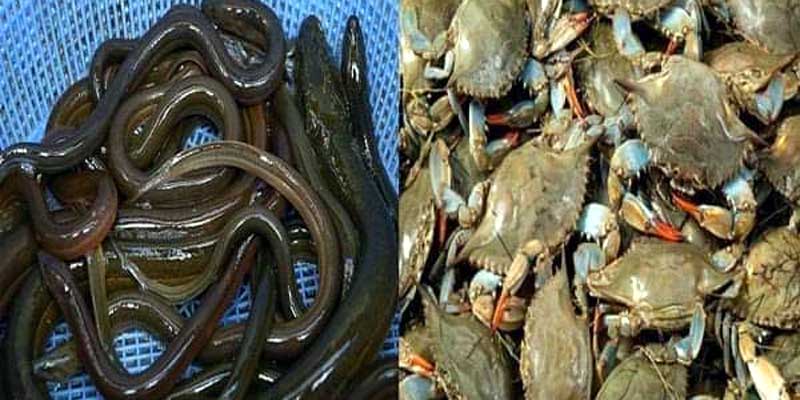 Corona virus attack: Crabs and crows exports to China করোনাভাইরাস আক্রমন চীনে কাঁকড়া ও কুঁচে রপ্তানি বন্ধ