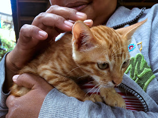 Love The Brown Kitten In The House At Ringdikit Village, North Bali, Indonesia