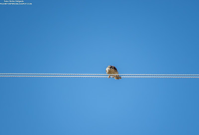 Cernícalo Americano en cable de Alta tensión American Kestrel on high tension cable