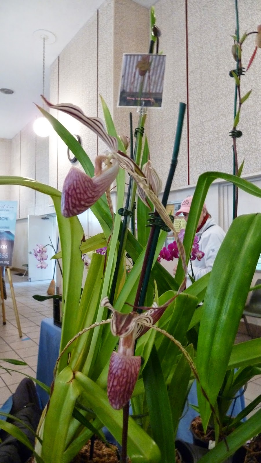 Hooray! Plants!: Pictures From: The Greater Orlando Orchid Society's