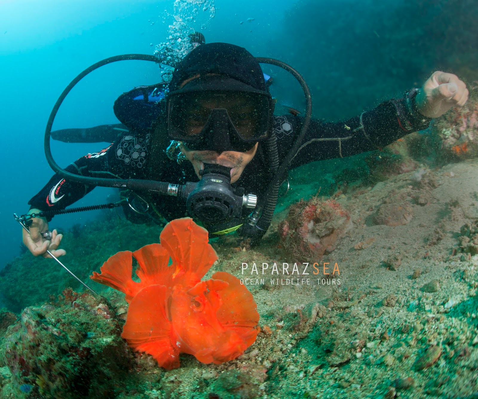 finding rhinopias in anilao