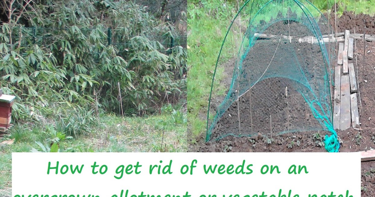 The Green Fingered Blog How to get rid of weeds on an overgrown allotment (or vegetable patch)
