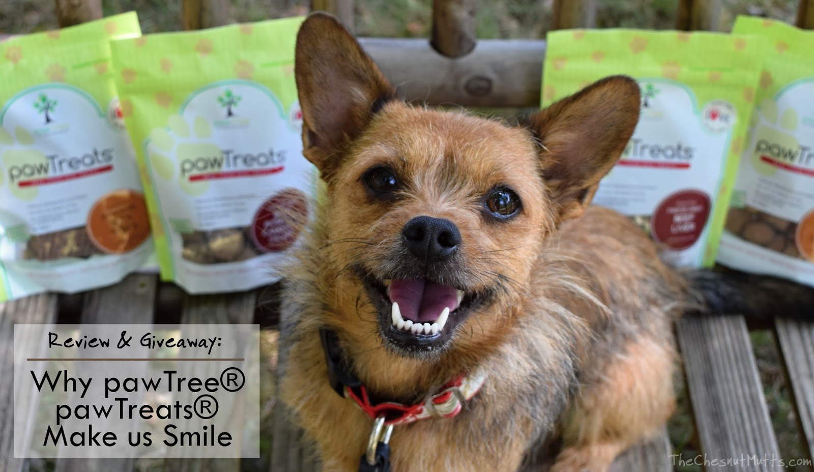 Pawtree Cat Food Review Pawtree Cat Food Review